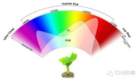 藍色代表什麼意思 路燈對植物的影響